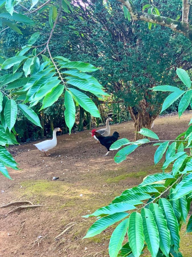 Casa De Campo Lazer Completo Paraiso De Reservas Naturais Em Sp Ibiúna エクステリア 写真