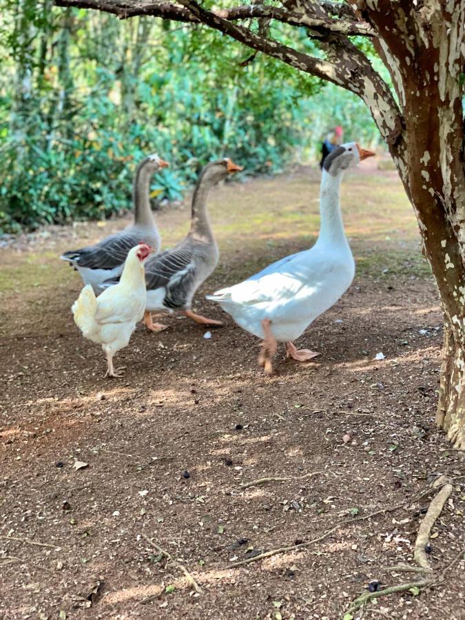Casa De Campo Lazer Completo Paraiso De Reservas Naturais Em Sp Ibiúna エクステリア 写真